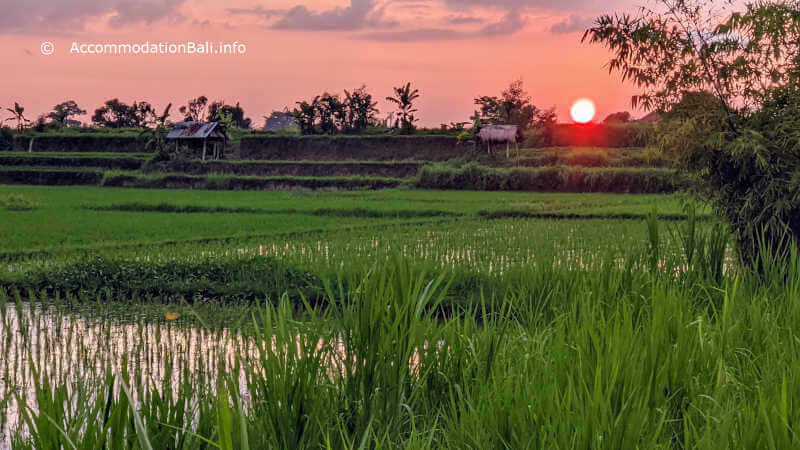 Bali rice terraces at sunset.