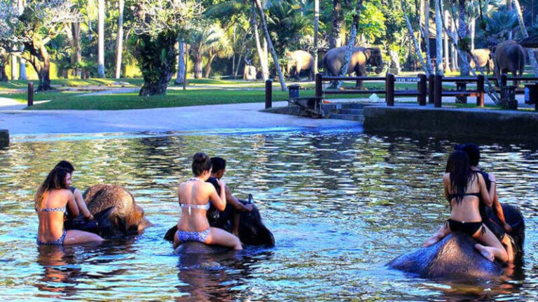 Swim with elephants in Bali.
