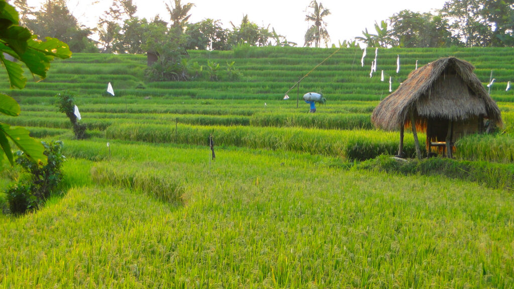 Green rice terraces Sideman Bali.